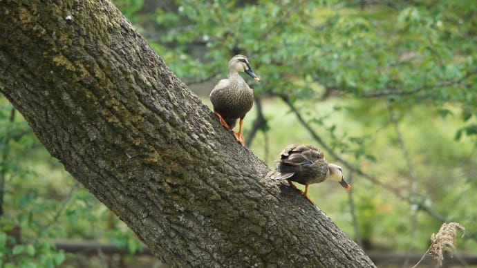 高倉の池の風景・・・オダテたわけじゃないが・・・鴨だって木に登る