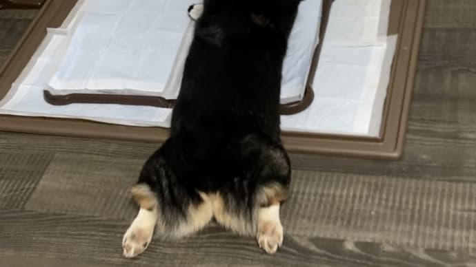 20230314の猫たちと時々犬