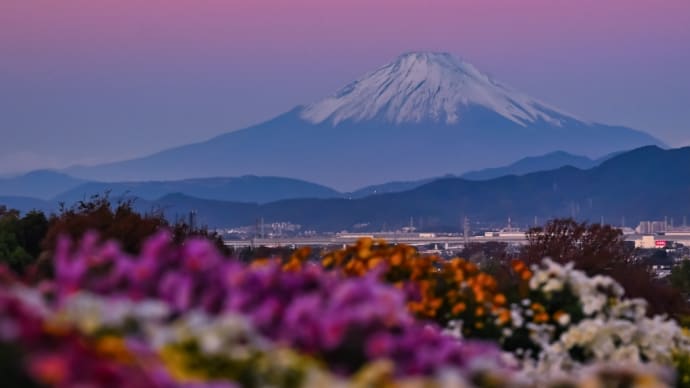 20/Nov 朝焼けの菊と富士山🗻とエゴノキの花とカワセミ
