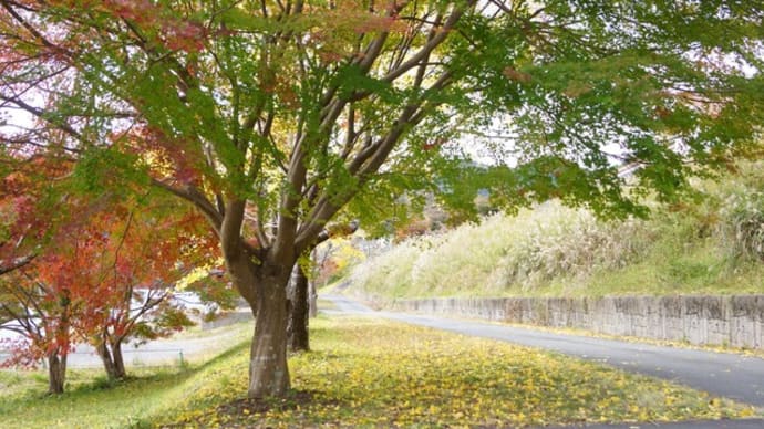 大台町「もみじの里、さくらの里の紅葉」見てきました~(^^) 2024