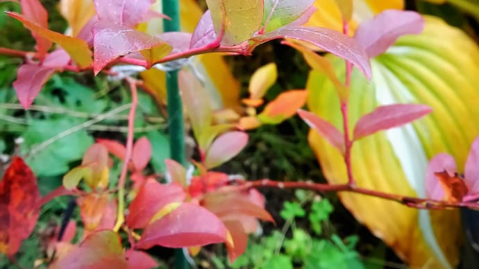 ブルーベリーの紅葉
