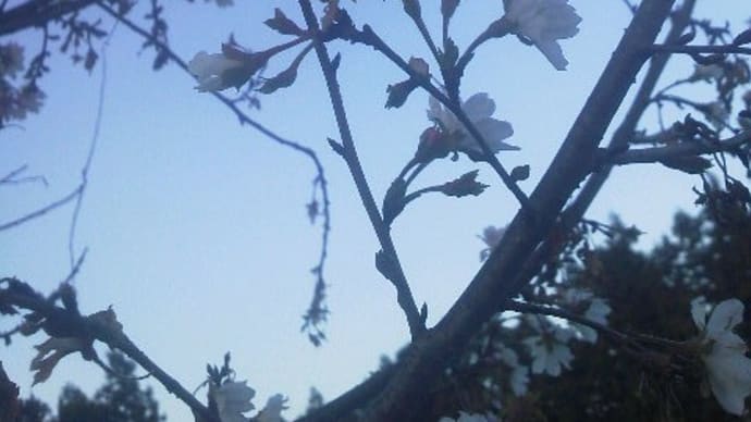 冬桜　と　珍客