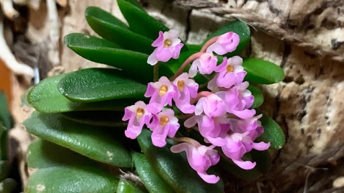 Schoenorchis fragrans(姫ショウカラン)