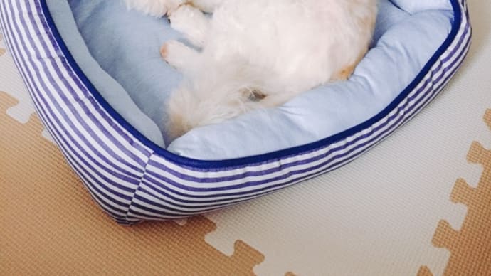 まるまるびび
