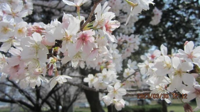 春を感じる草花