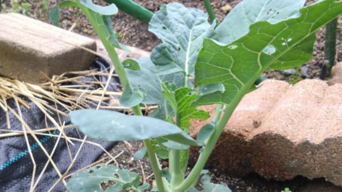 ブロッコリーのヒコバエを植えてみる⑤