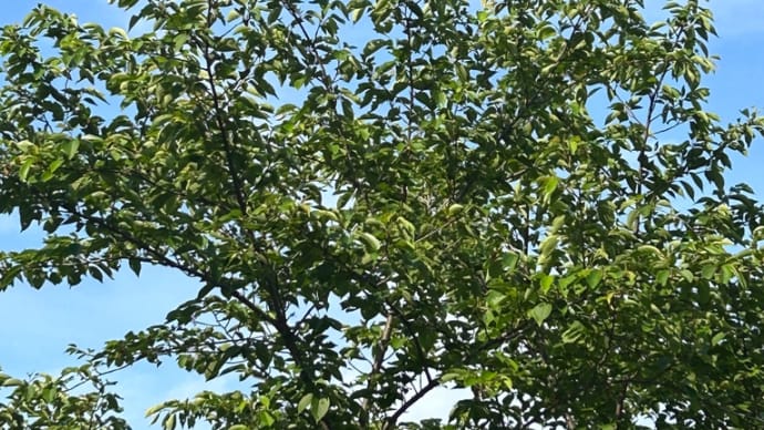 やはりベランダにあるサボテンの花が一番に咲く