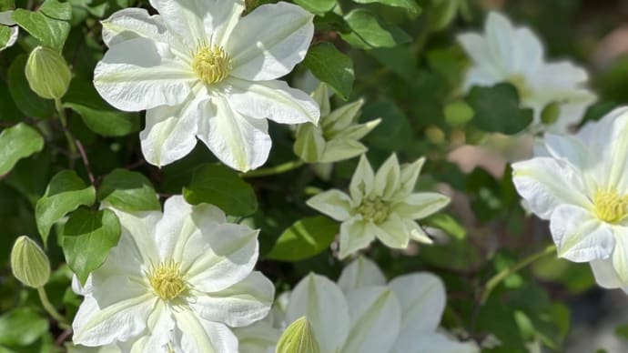 🌸日々変化していく春の庭🌸