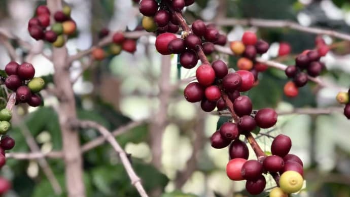 コーヒー収穫体験やるよー。