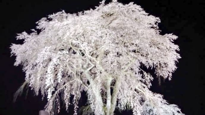 🌸ウッドデッキ付き休憩室と🌸シダレサクラ🌸