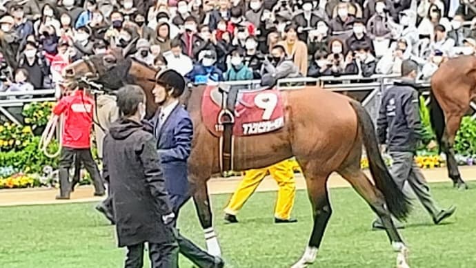 🐴おうまさん(23/10/22①) JRA新馬・障害など