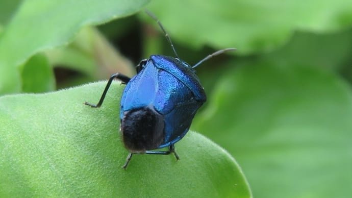 ルリクチブトカメムシ ~サファイアブルーの輝き~