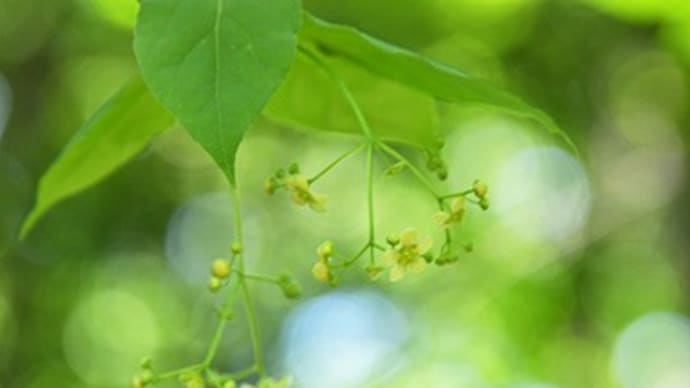 吊花