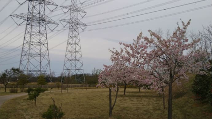 聖籠緑地 4月上旬