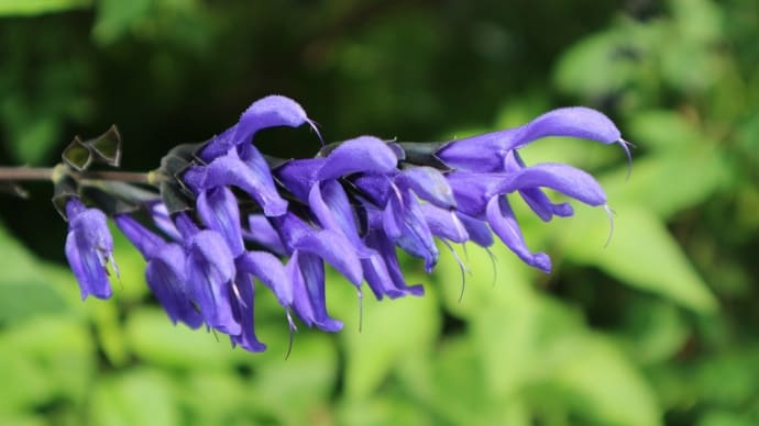 バラ、菖蒲　神奈川県鎌倉市　日比谷花壇大船フラワーセンター（2）セージ、あじさい