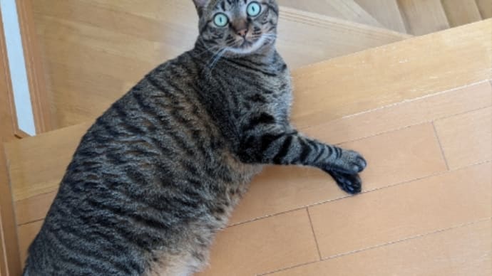 行く手を阻む猫