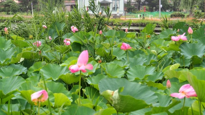 雨の水城公園「古代蓮」