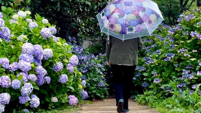 紫陽花散歩
