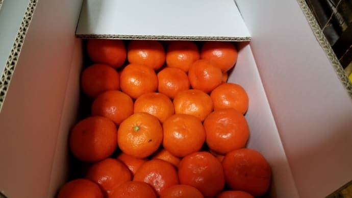 小原紅早生🍊