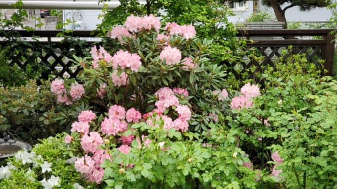 雨上がりの庭~ボレロが咲きそう~