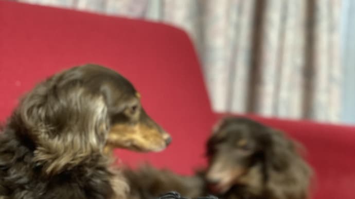 犬のように...先のことをくよくよして悩まない