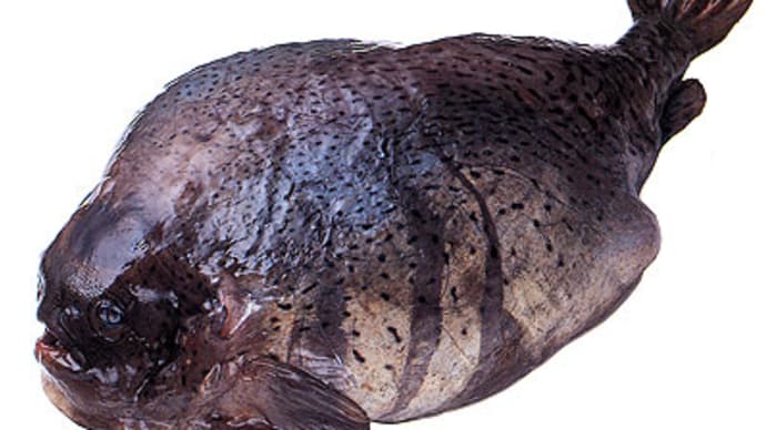 ゴッコ・布袋魚(ホテイウオ)
