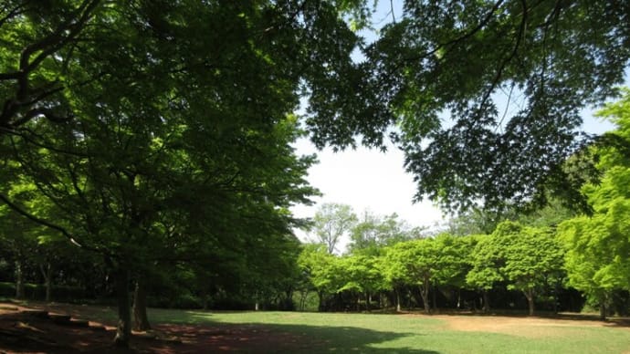 4月 柔らかい緑の舞岡公園