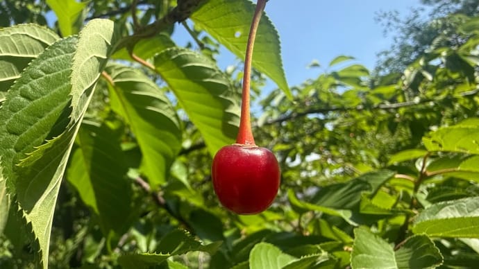 河津桜の実🍒