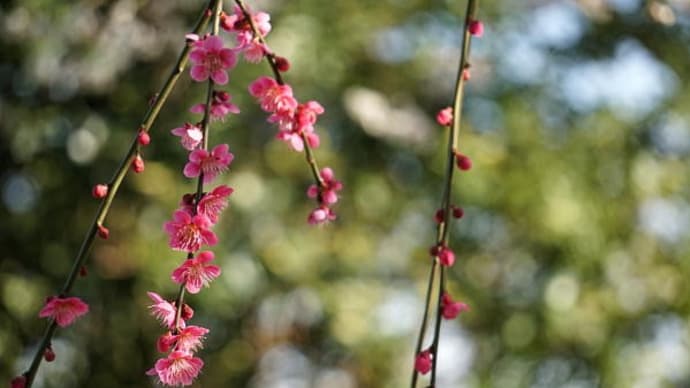 神社参道の梅の花