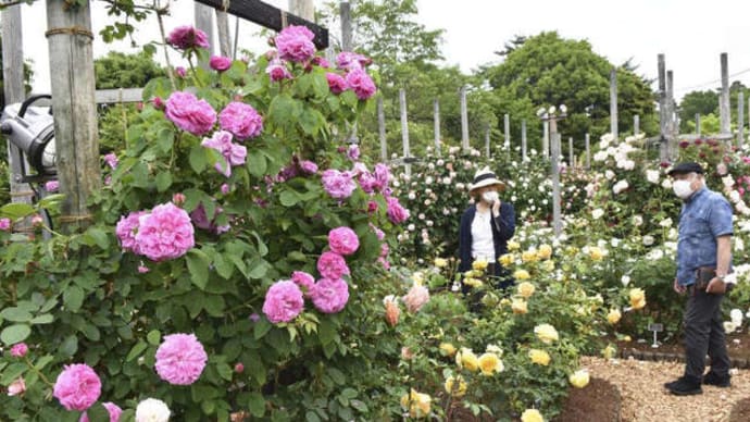 鳥取県立フラワーパーク「とっとり花回廊」の「ばらまつり」　2022年5月21日（土）