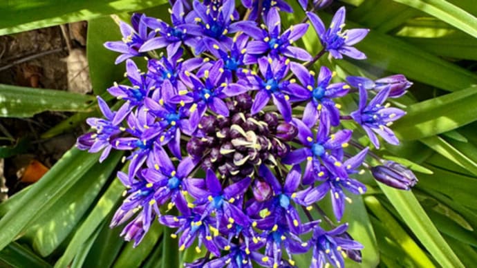 シラーベルビアナ(オオツルボ)の花
