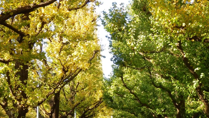 紅葉めぐり(4):明治神宮外苑