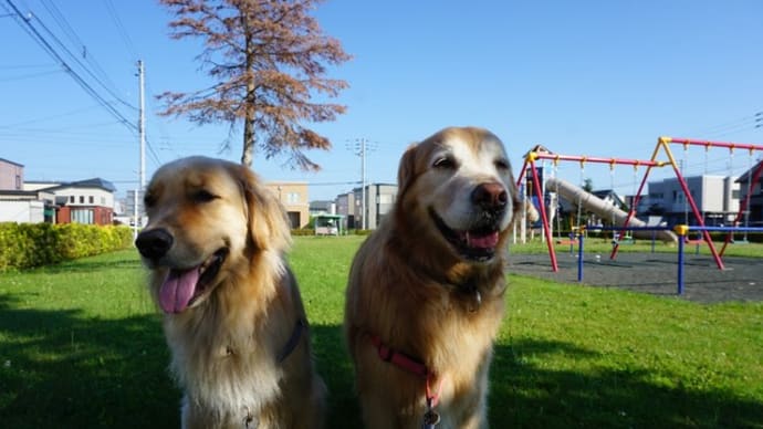 犬と森林浴♪