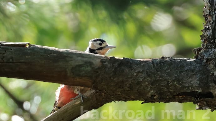 「松林の赤啄木鳥」