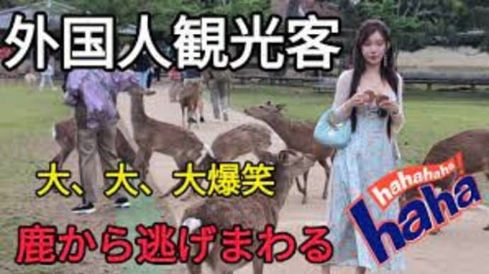 鹿から逃げまわる外国人観光客🦌大、大、大爆笑 😄観光客も大喜び【奈良公園】