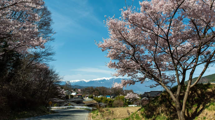 2023清明　信州桜紀行　7.城址公園から花の丘公園へ