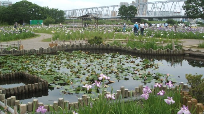 水元公園の花菖蒲、かわせみ、八重咲きドクダミなど