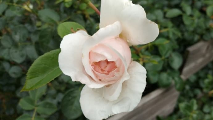 花弁の強い薔薇 ワイルドイブ ポニョちゃんとキナコちゃん 時々薔薇と猫