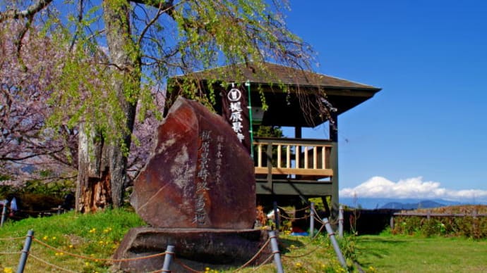 梶原山公園の桜