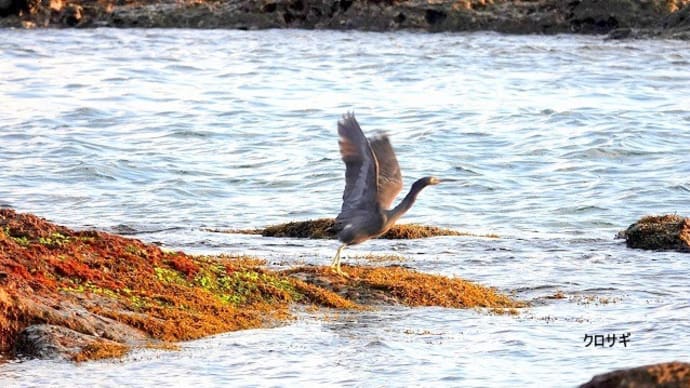 02/15探鳥記録写真:狩尾岬の鳥たち(2羽のクロサギ、ウミネコの飛翔、)