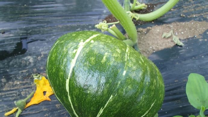 ゴーヤ願寿の植え付け 1日