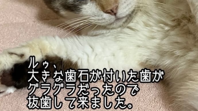 ルゥ、2階に来ました。