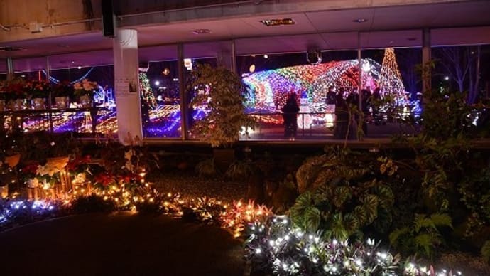 県立フラワーセンター 温室「花と光のクリスマス」