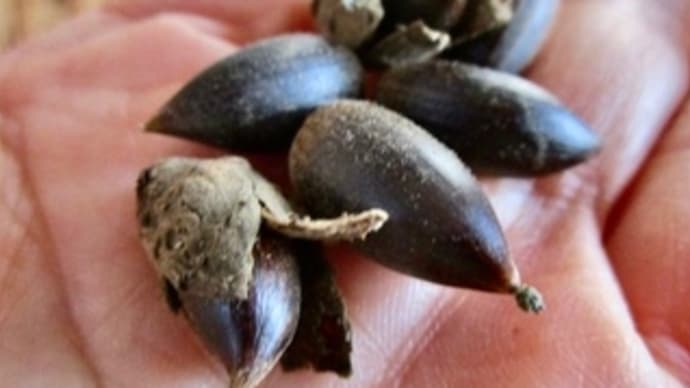 椎の実ご飯を食べる