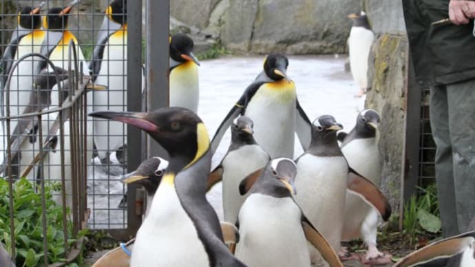 おでかけペンギン エディンバラ動物園