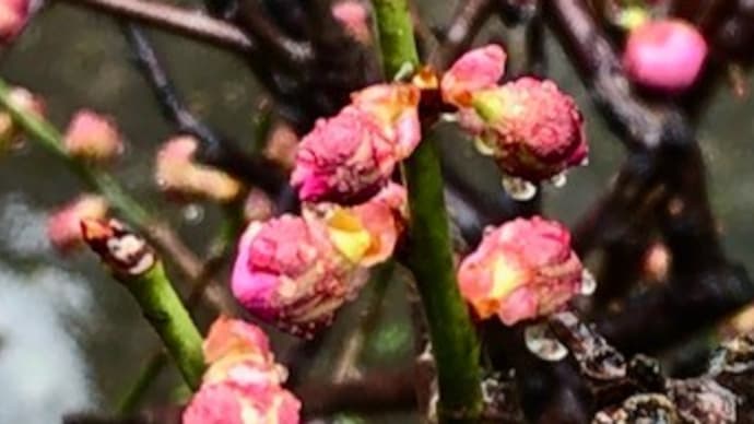 ほんとうに逆転してしまった! 桜は開花、梅はまだ。