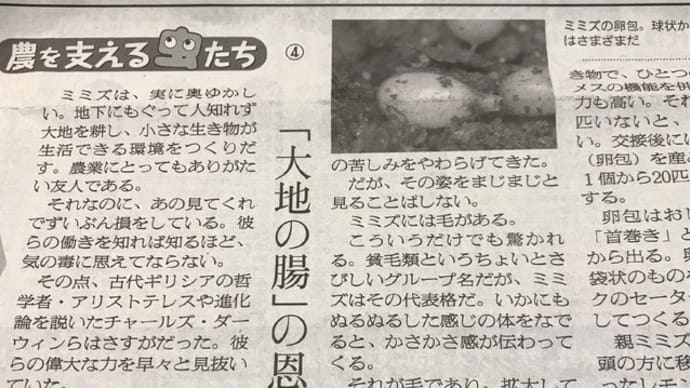 ミミズって♪