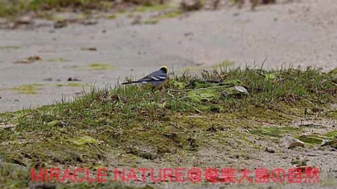 大瀬海岸の鳥見：キガシラセキレイ
