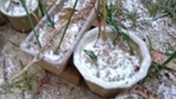 雪が降っています