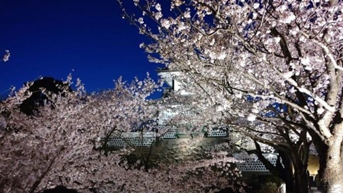 金沢城の夜桜